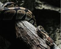 python ansible