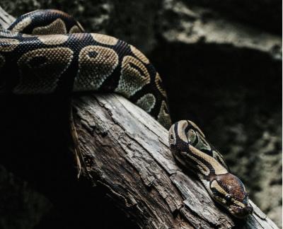 python ansible